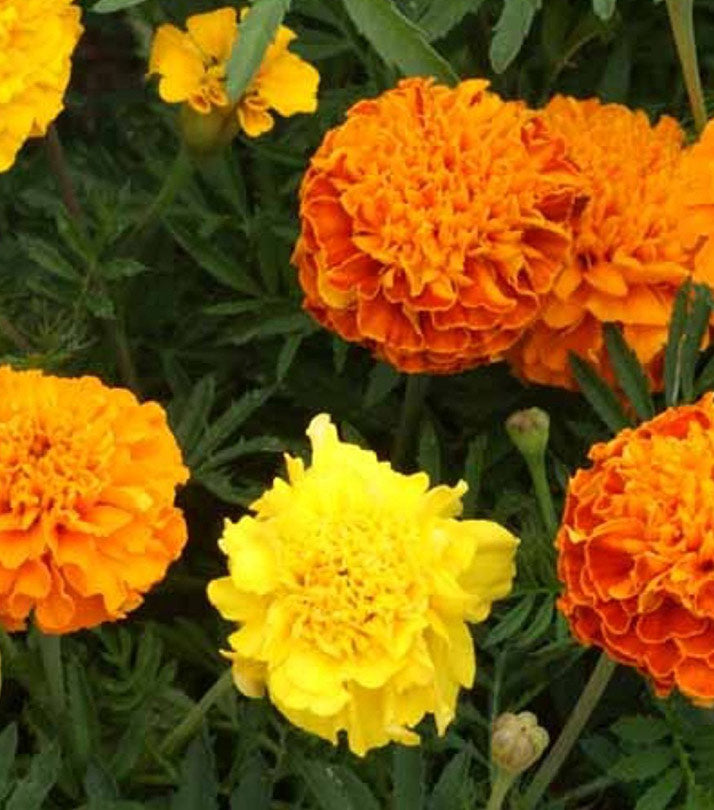 TAGETES FRENCH DOUBLE MIXTURE SPARKY