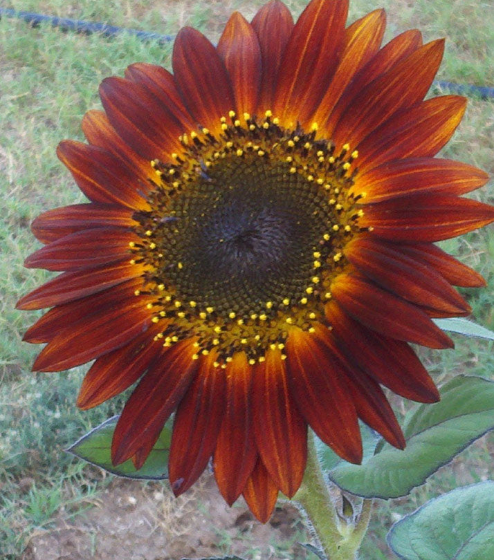 HELIANTHUS EVENING SUN RED & BROWN SHADES