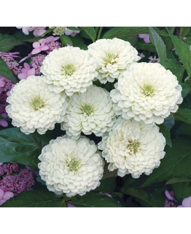 ZINNIA GIANT DOUBLE WHITE Pack of 3
